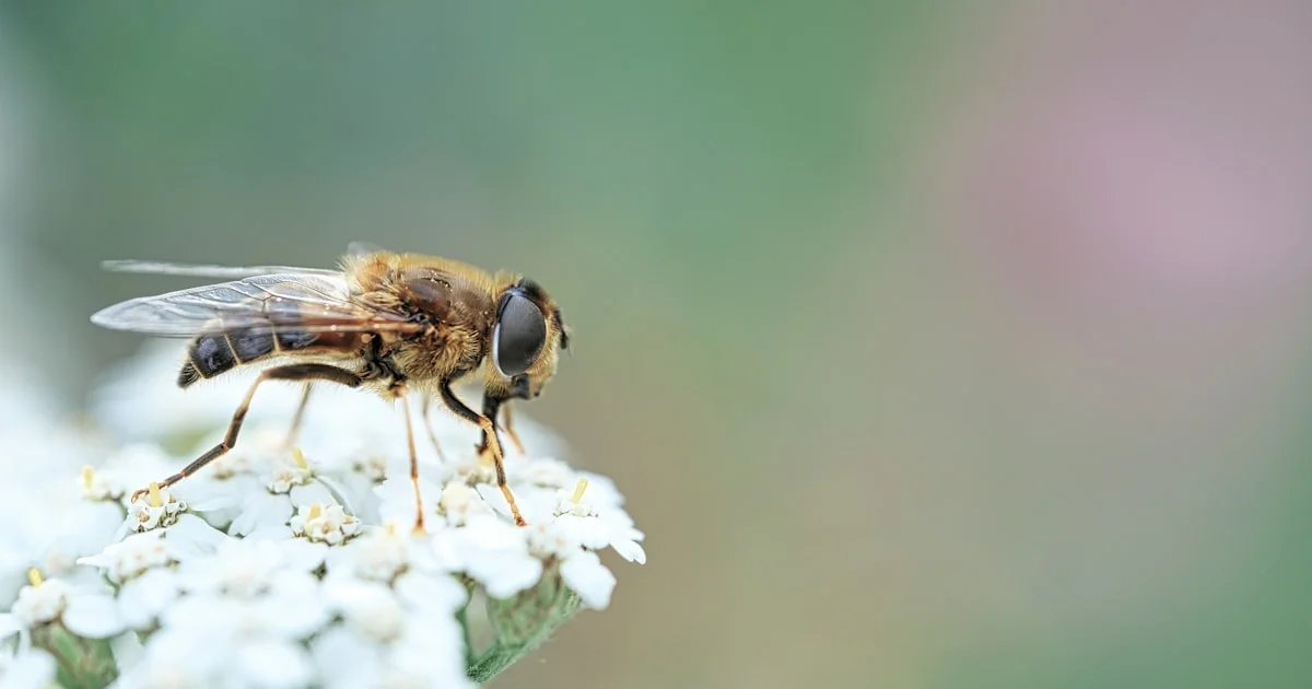 Close-up macro photograph of a common house fly resting on a surface — the fly that lays the eggs that become maggots in trash cans